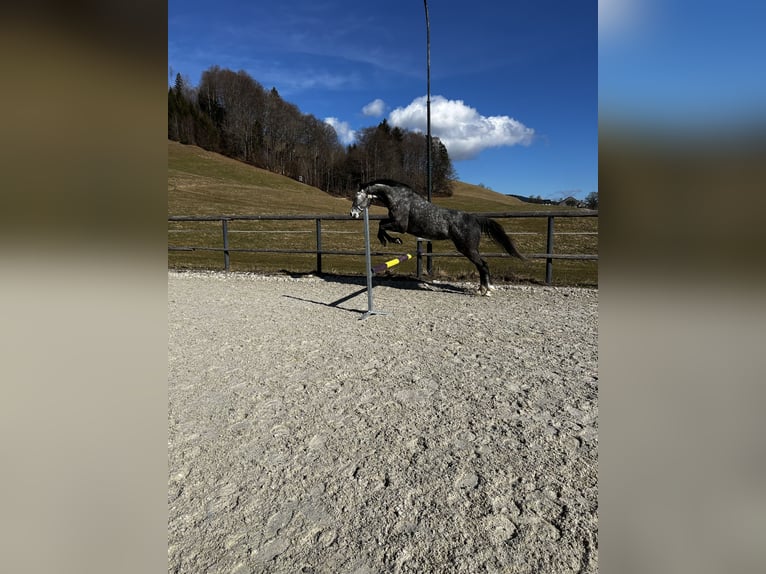 Deutsches Sportpferd Stute 5 Jahre 165 cm Apfelschimmel in Innerschwand am Mondsee