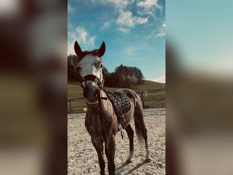 Deutsches Sportpferd Stute 5 Jahre 165 cm Apfelschimmel in Innerschwand am Mondsee