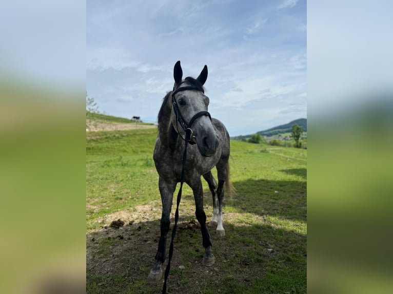 Deutsches Sportpferd Stute 5 Jahre 165 cm Apfelschimmel in Innerschwand am Mondsee