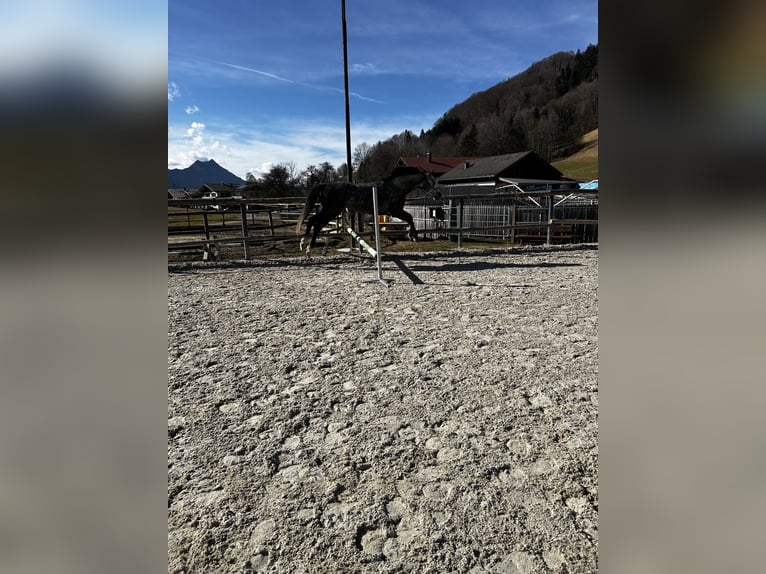 Deutsches Sportpferd Stute 5 Jahre 165 cm Apfelschimmel in Innerschwand am Mondsee