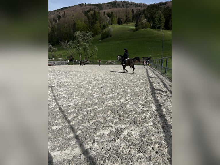 Deutsches Sportpferd Stute 5 Jahre 165 cm Apfelschimmel in Innerschwand am Mondsee