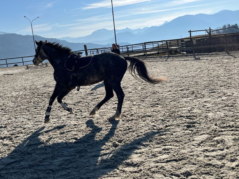 Deutsches Sportpferd Stute 5 Jahre 165 cm Apfelschimmel in Innerschwand am Mondsee