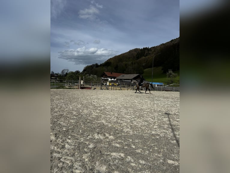 Deutsches Sportpferd Stute 5 Jahre 165 cm Apfelschimmel in Innerschwand am Mondsee