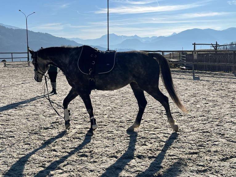 Deutsches Sportpferd Stute 5 Jahre 165 cm Apfelschimmel in Innerschwand am Mondsee