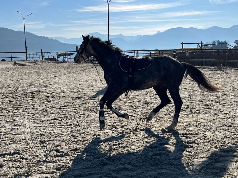 Deutsches Sportpferd Stute 5 Jahre 165 cm Apfelschimmel in Innerschwand am Mondsee