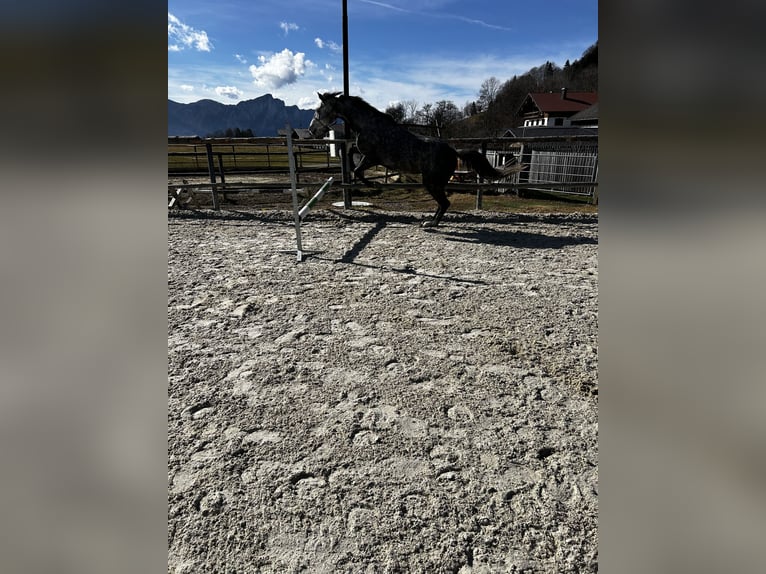 Deutsches Sportpferd Stute 5 Jahre 165 cm Apfelschimmel in Innerschwand am Mondsee