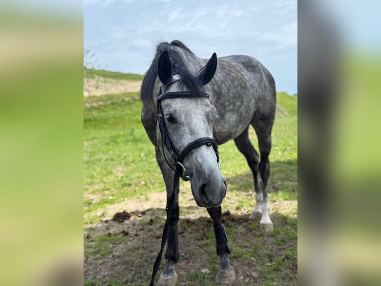 Deutsches Sportpferd Stute 5 Jahre 165 cm Apfelschimmel in Innerschwand am Mondsee