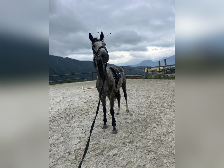 Deutsches Sportpferd Stute 5 Jahre 165 cm Apfelschimmel in Innerschwand am Mondsee