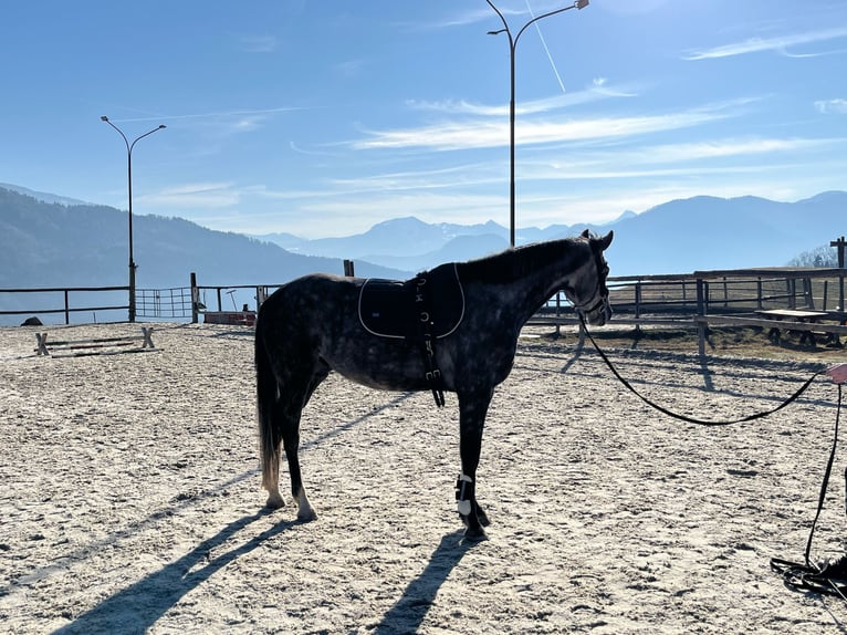 Deutsches Sportpferd Stute 5 Jahre 165 cm Apfelschimmel in Innerschwand am Mondsee