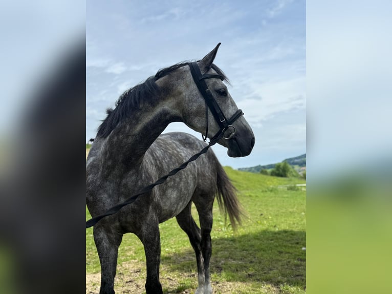 Deutsches Sportpferd Stute 5 Jahre 165 cm Apfelschimmel in Innerschwand am Mondsee