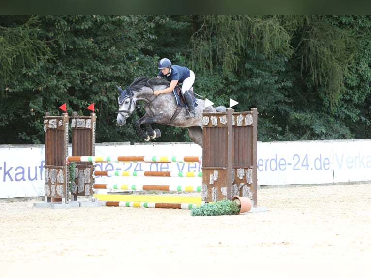 Deutsches Sportpferd Stute 5 Jahre 165 cm Apfelschimmel in Runding