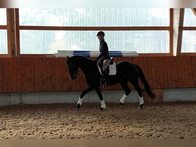 Deutsches Sportpferd Stute 5 Jahre 165 cm Brauner in Kirchberg