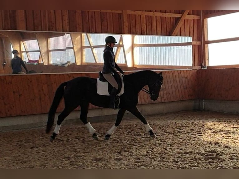 Deutsches Sportpferd Stute 5 Jahre 165 cm Brauner in Kirchberg