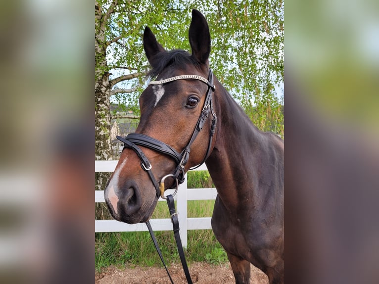 Deutsches Sportpferd Stute 5 Jahre 165 cm Brauner in Kirchberg