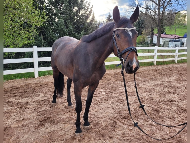Deutsches Sportpferd Stute 5 Jahre 165 cm Brauner in Kirchberg