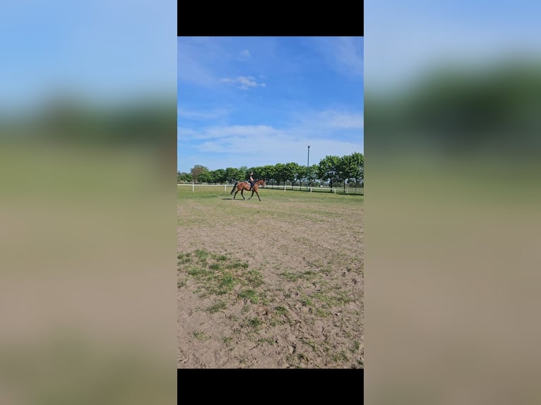 Deutsches Sportpferd Stute 5 Jahre 165 cm Brauner in AkenSusigke