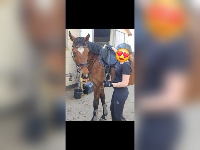 Deutsches Sportpferd Stute 5 Jahre 165 cm Brauner in AkenSusigke