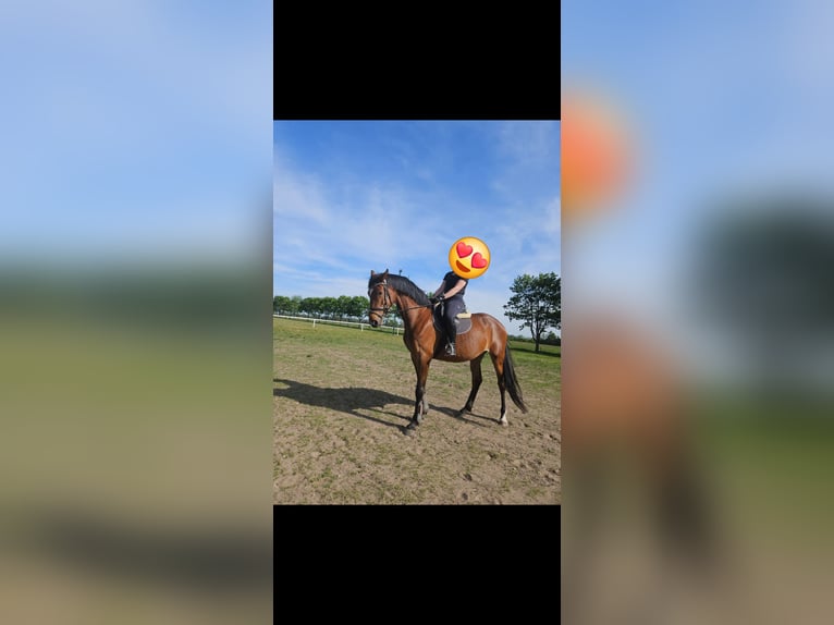 Deutsches Sportpferd Stute 5 Jahre 165 cm Brauner in AkenSusigke