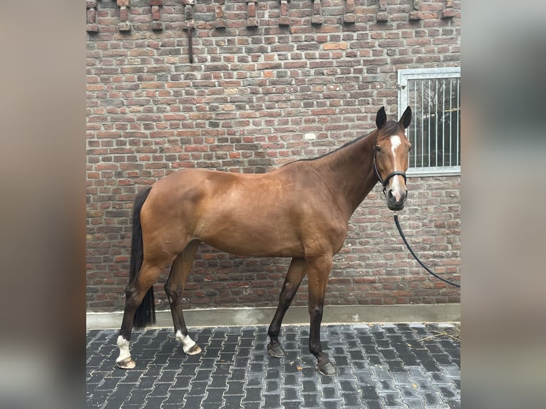 Deutsches Sportpferd Stute 5 Jahre 165 cm Brauner in IssumIssum