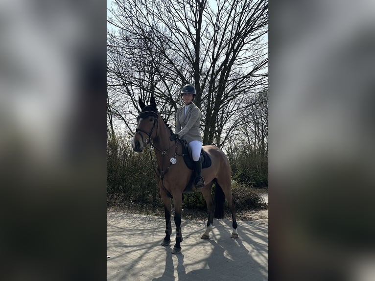 Deutsches Sportpferd Stute 5 Jahre 165 cm Brauner in IssumIssum