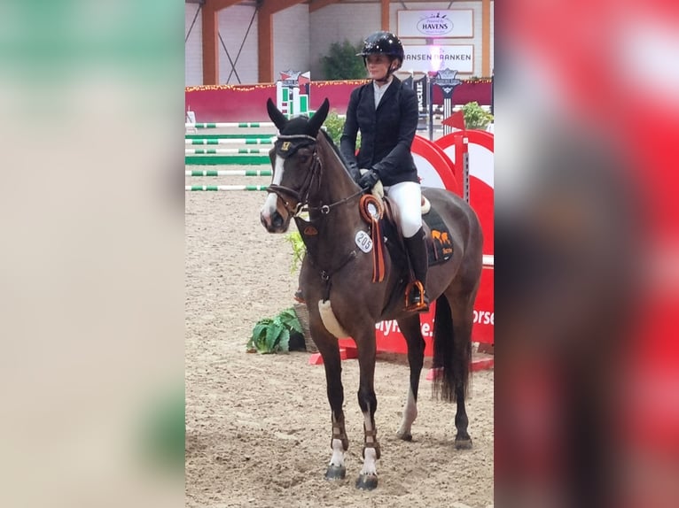 Deutsches Sportpferd Stute 5 Jahre 165 cm Brauner in Neuss