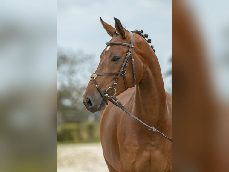 Deutsches Sportpferd Stute 5 Jahre 165 cm Brauner in Gomadingen