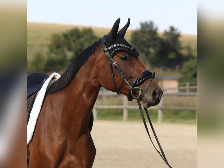 Deutsches Sportpferd Stute 5 Jahre 165 cm Brauner in Radeberg