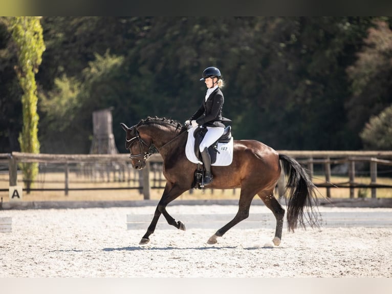 Deutsches Sportpferd Stute 5 Jahre 165 cm Dunkelbrauner in Neunburg vorm Wald