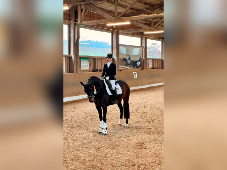 Deutsches Sportpferd Stute 5 Jahre 165 cm Dunkelbrauner in Neunburg vorm Wald