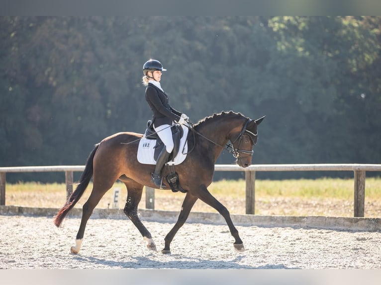 Deutsches Sportpferd Stute 5 Jahre 165 cm Dunkelbrauner in Neunburg vorm Wald