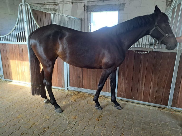 Deutsches Sportpferd Stute 5 Jahre 165 cm Dunkelbrauner in Viernheim