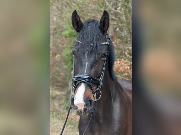 Deutsches Sportpferd Stute 5 Jahre 165 cm Dunkelbrauner in Laaber