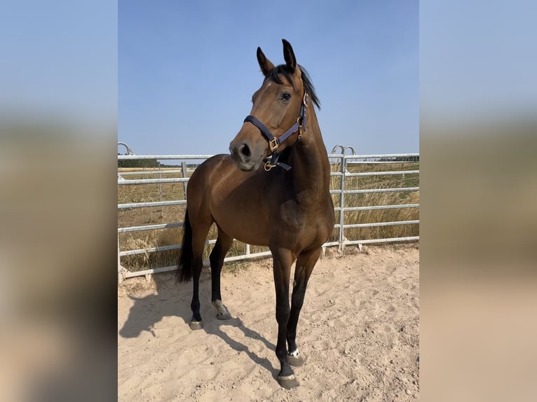 Deutsches Sportpferd Stute 5 Jahre 165 cm Dunkelbrauner in Schopfloch