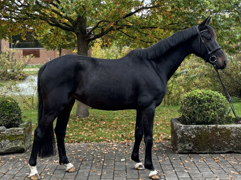 Deutsches Sportpferd Stute 5 Jahre 165 cm Dunkelbrauner in Altenberge