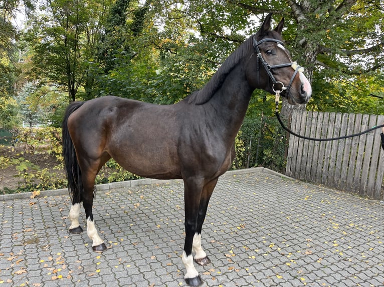 Deutsches Sportpferd Stute 5 Jahre 165 cm Dunkelbrauner in F&#xFC;rth