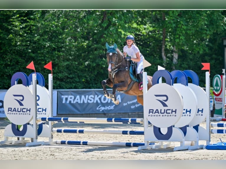 Deutsches Sportpferd Stute 5 Jahre 165 cm Dunkelbrauner in F&#xFC;rth