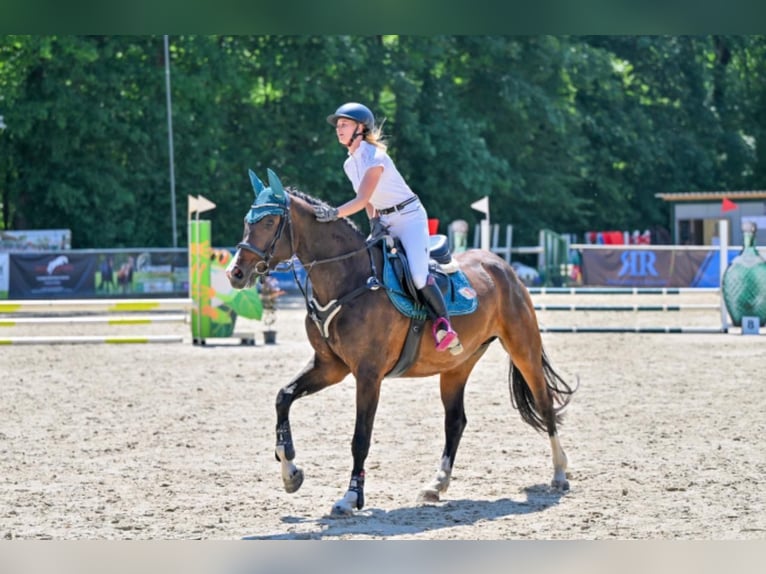 Deutsches Sportpferd Stute 5 Jahre 165 cm Dunkelbrauner in F&#xFC;rth