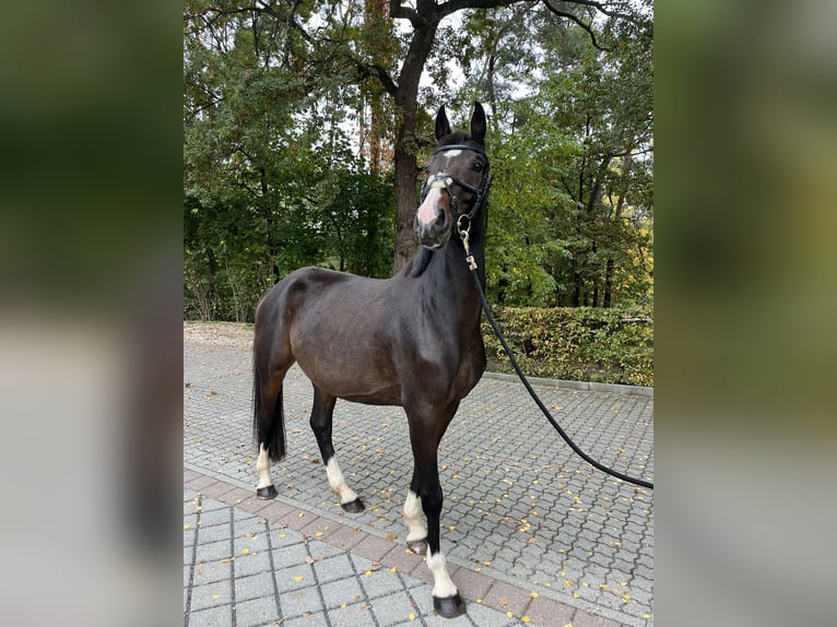 Deutsches Sportpferd Stute 5 Jahre 165 cm Dunkelbrauner in F&#xFC;rth