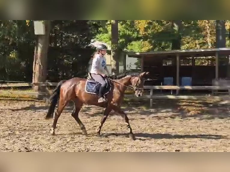 Deutsches Sportpferd Stute 5 Jahre 165 cm Dunkelbrauner in Braunschweig