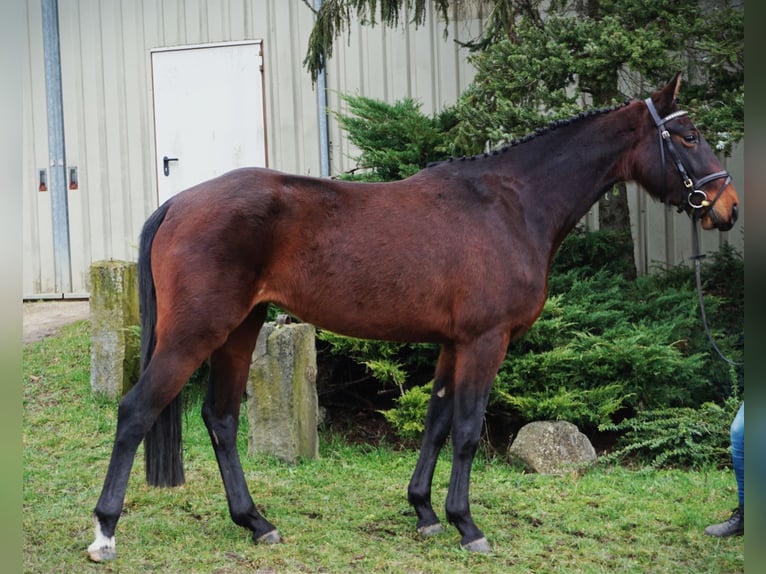 Deutsches Sportpferd Stute 5 Jahre 165 cm Dunkelbrauner in Neuenhofe