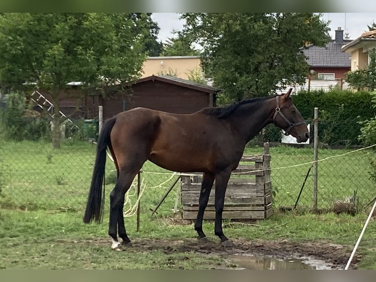 Deutsches Sportpferd Stute 5 Jahre 165 cm Dunkelbrauner in Neuenhofe