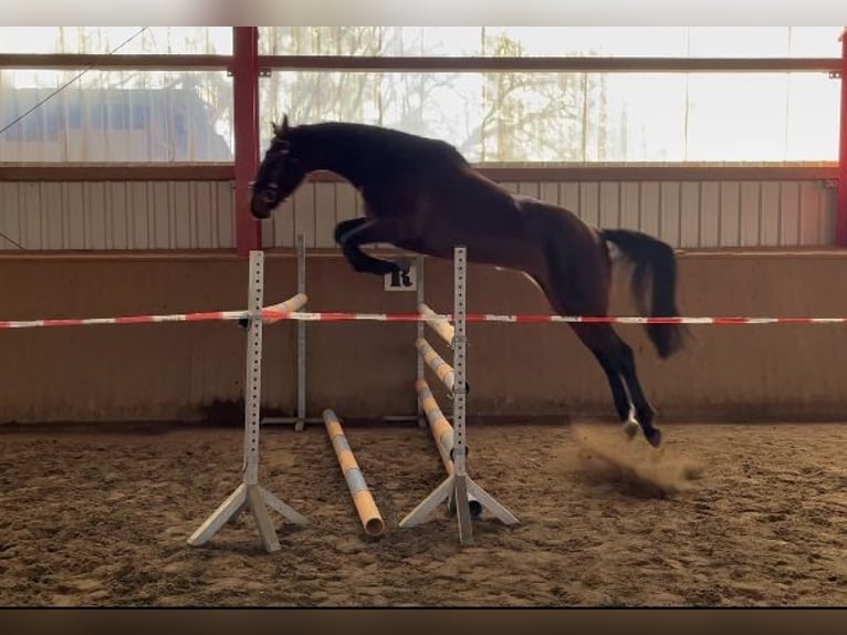 Deutsches Sportpferd Stute 5 Jahre 165 cm Dunkelbrauner in Neuenhofe