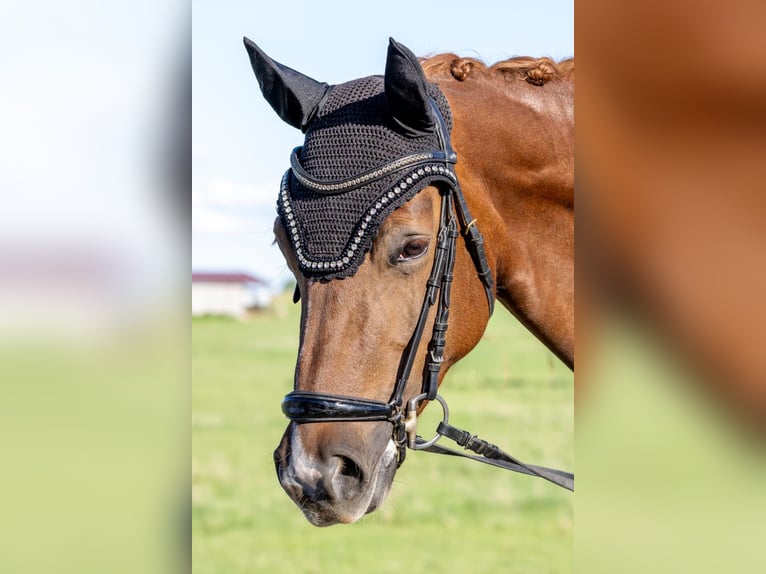 Deutsches Sportpferd Stute 5 Jahre 165 cm Dunkelfuchs in Bad Saulgau