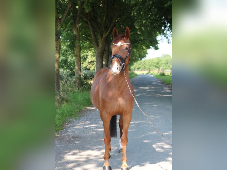 Deutsches Sportpferd Stute 5 Jahre 165 cm Dunkelfuchs in L&#xFC;dinghausen