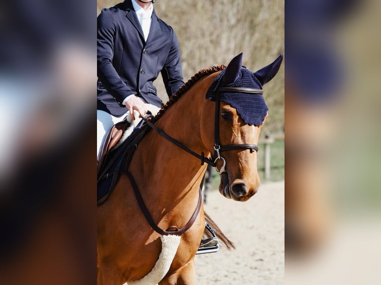 Deutsches Sportpferd Stute 5 Jahre 165 cm Dunkelfuchs in Essingen