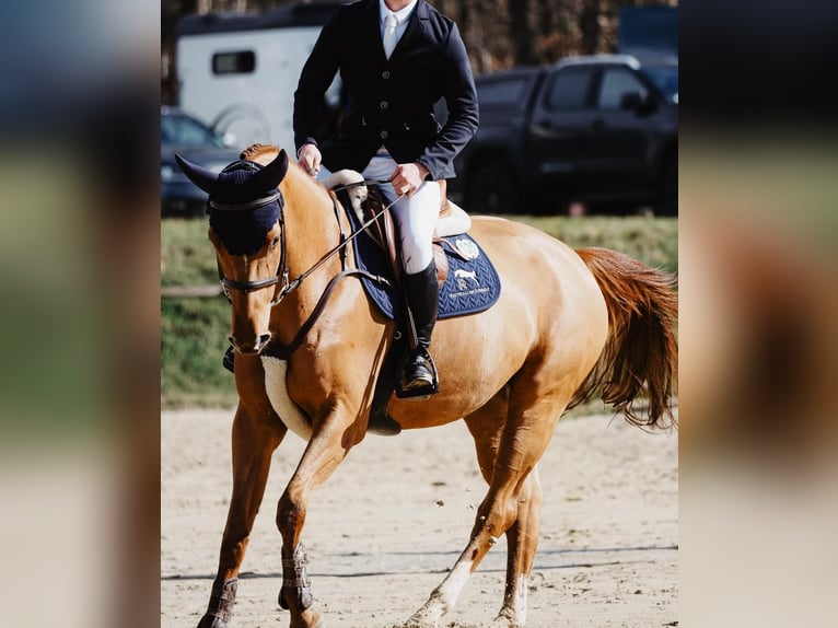 Deutsches Sportpferd Stute 5 Jahre 165 cm Dunkelfuchs in Essingen