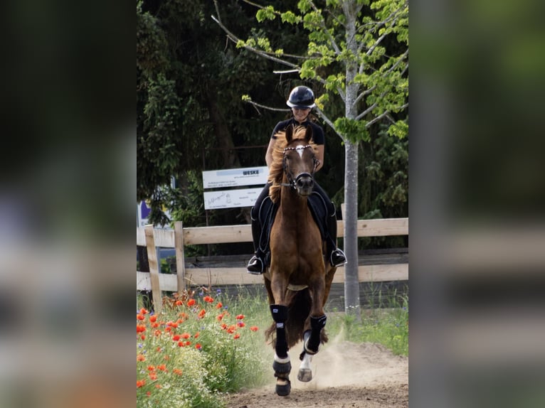 Deutsches Sportpferd Stute 5 Jahre 165 cm Fuchs in Groß-Zimmern