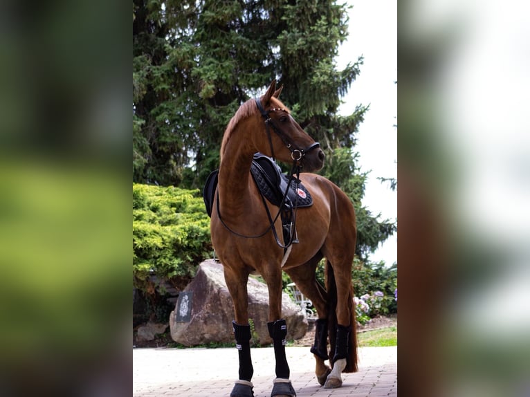 Deutsches Sportpferd Stute 5 Jahre 165 cm Fuchs in Groß-Zimmern