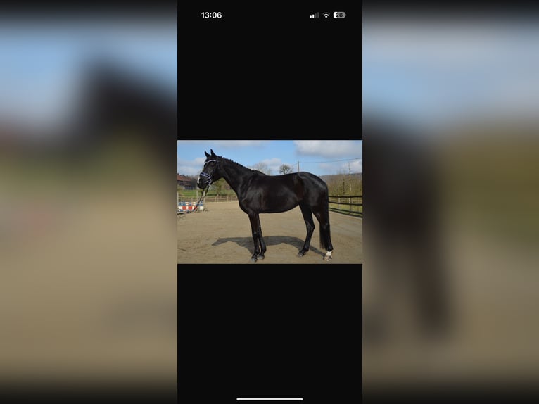 Deutsches Sportpferd Stute 5 Jahre 165 cm Rappe in Verl