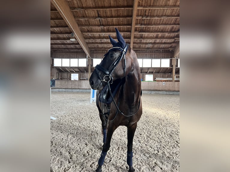 Deutsches Sportpferd Stute 5 Jahre 165 cm Rappe in Hof